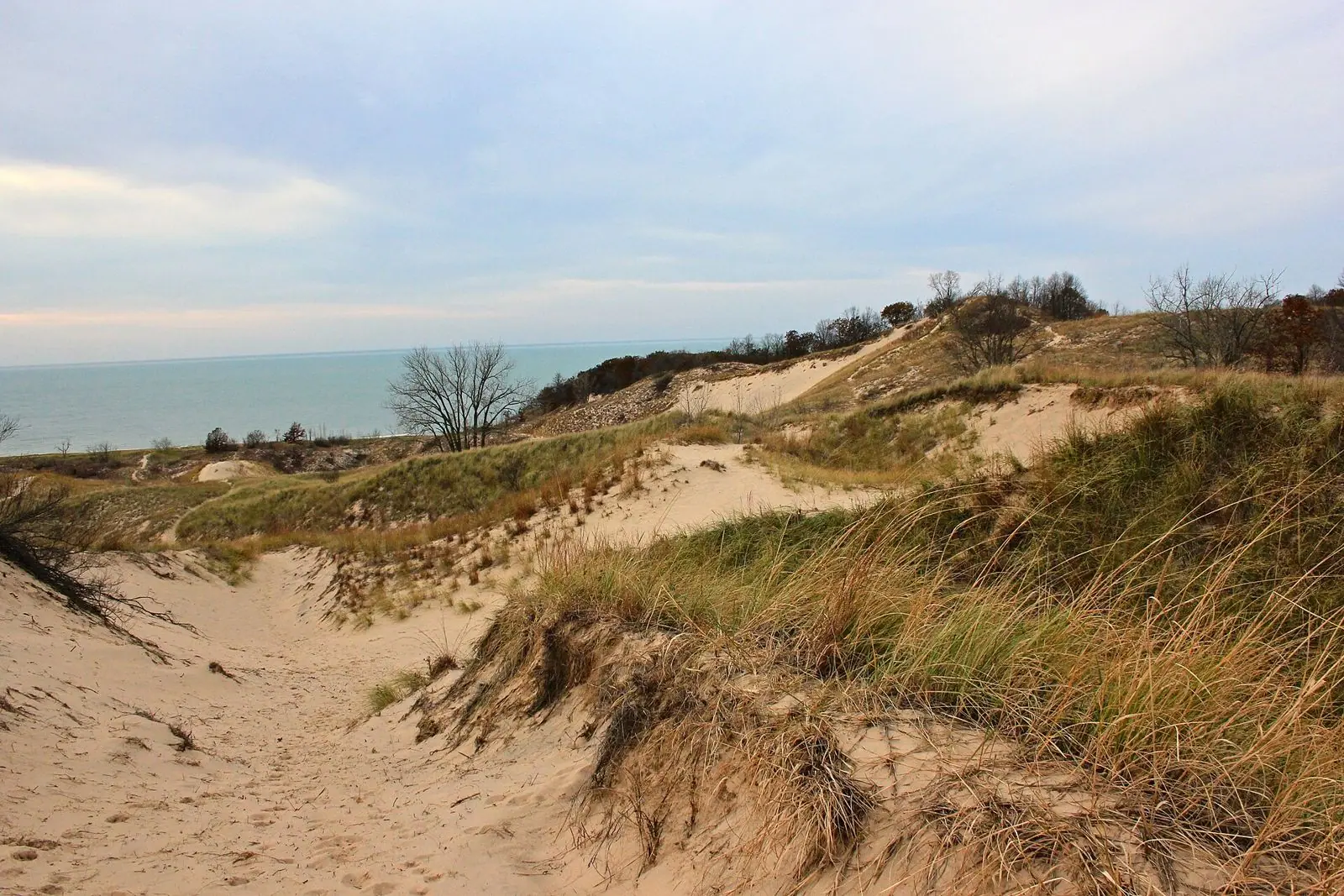 Grassy sand dunes at Warren Dunes State Park