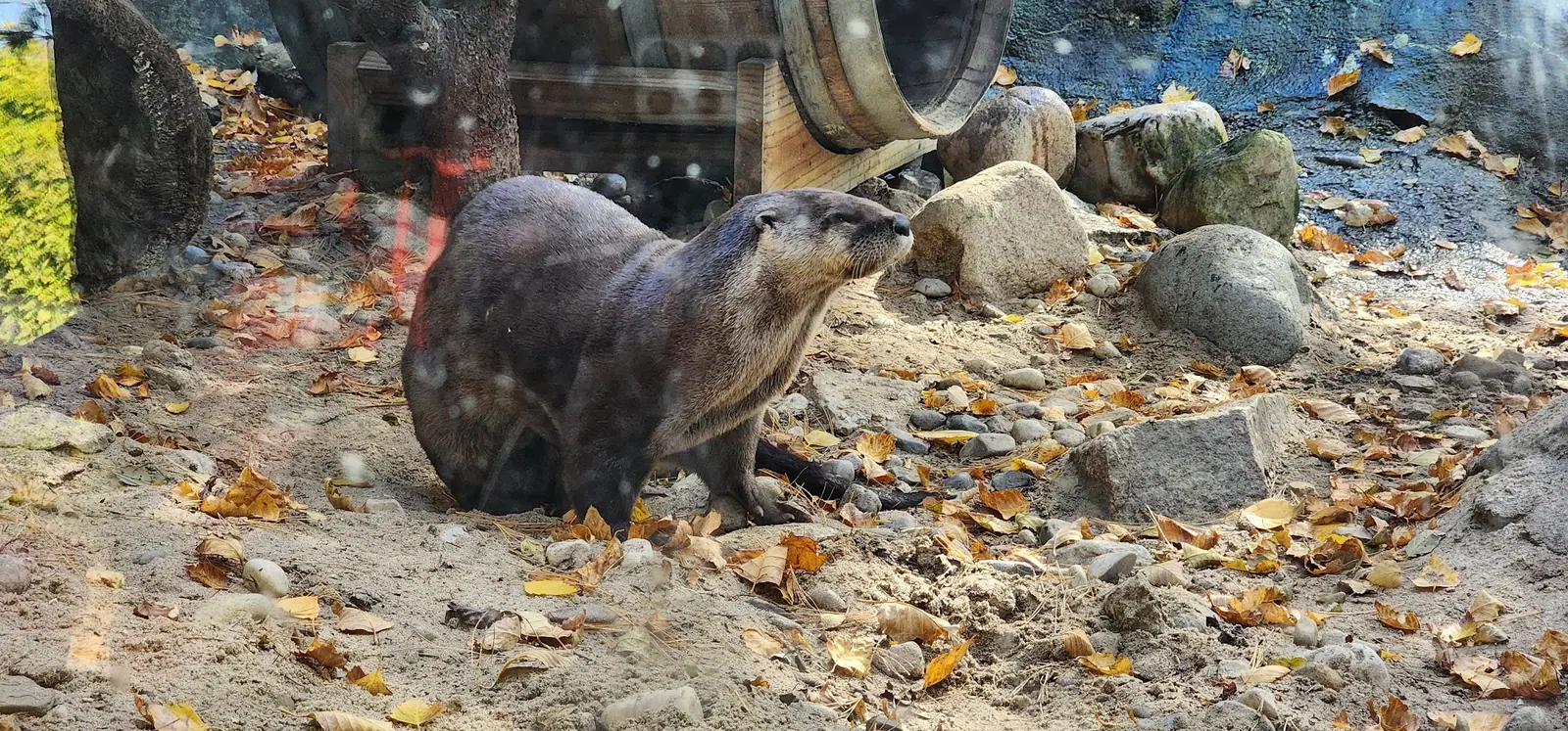 A river otter on sand and autumn leaves at Washington Park Zoo in Michigan City