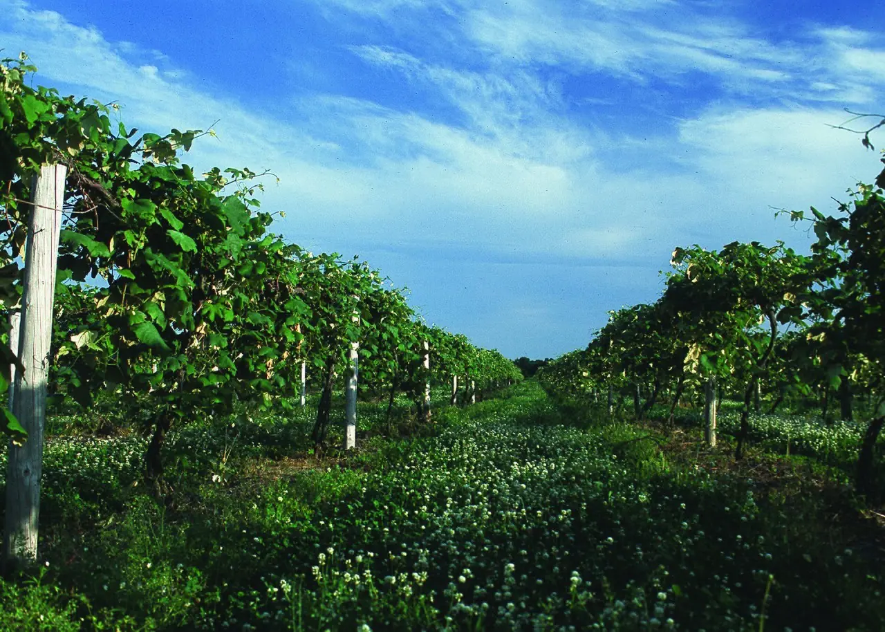 Rows of grapevines under a blue sky in southwest Michigan