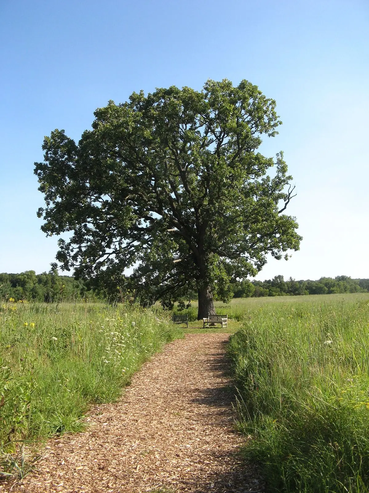 Mown path through a meadow to an oak tree at the arboretum